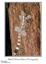 Kuhl's gliding gecko Ptychozoon kuhli